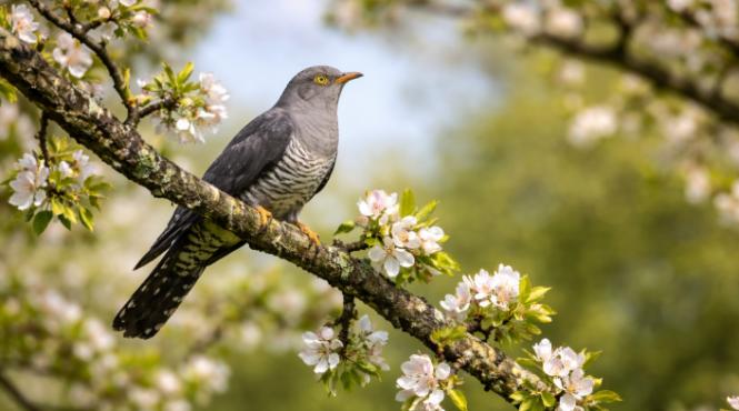buna vestire cea mai veche sarbatoare inchinata maicii domnului traditii de ziua cucului
