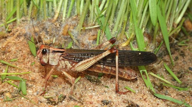 invazie lacuste populara regiune turistica frecventata numerosi romani