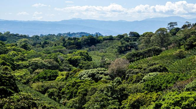 costa rica cafea fermier