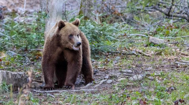 barbat atacat urs padure berislavesti rani