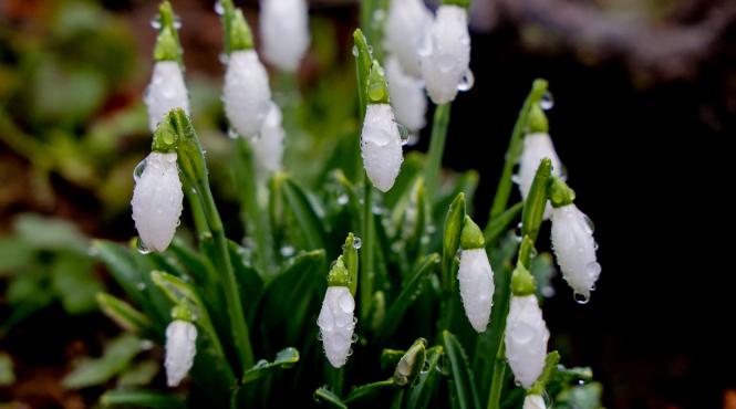 ghioceii toxici scumpi riscuri legale medicale pentru romani