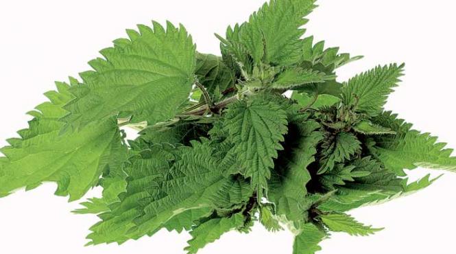 primavara farfurie cum prepari pesto urzici nuci