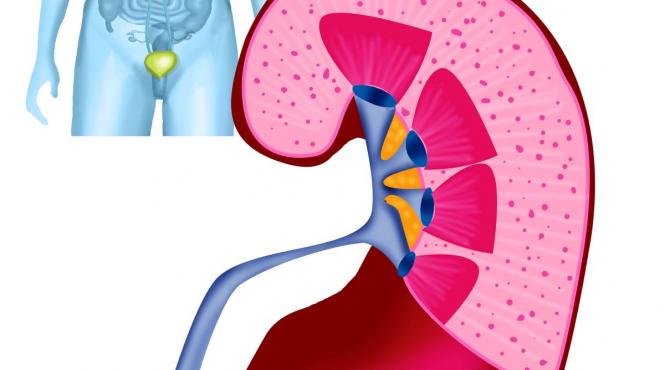 dieta bolnavilor rinichi recomandari alimente