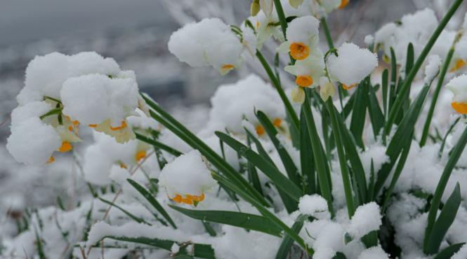 anm vremea se schimba iarna revine in martie ninsori romania