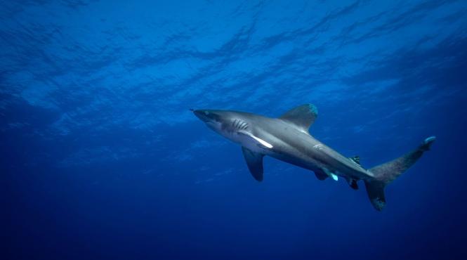 pui de rechin alb prins de pescari in marea mediterana