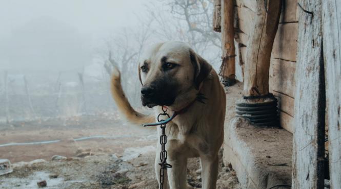 proiect lege eliberare caini lant abuzuri animale