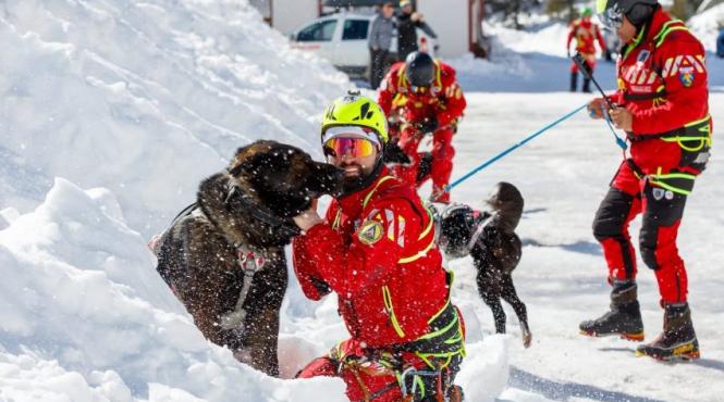 misiune caini salvatori montani avalanse