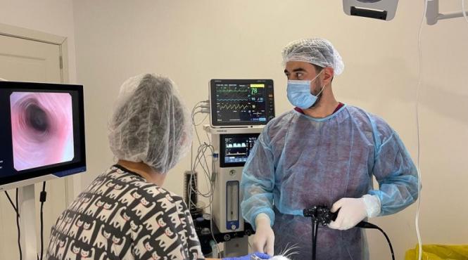 beneficiile endoscopiei veterinare o alternativa minim invaziva la interventiile chirurgicale