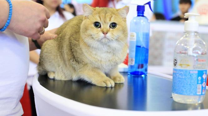 incepe sofisticat pisicile vedetele oscarurilor feline de la bucuresti