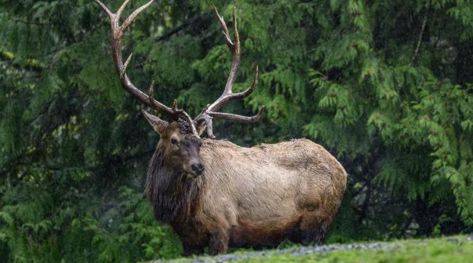 surpriza padurile hunedoarei reaparitia unei specii disparute doua secole
