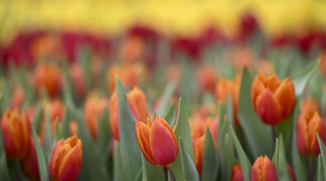 horoscop primavara 2026 zodii previziuni dragoste bani