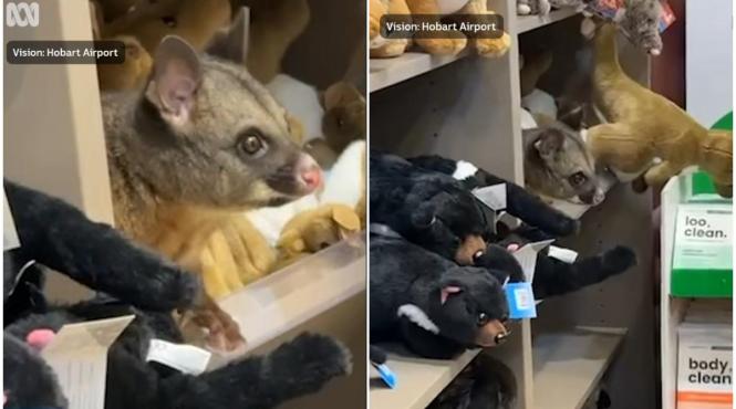 oposum tasmania magazin