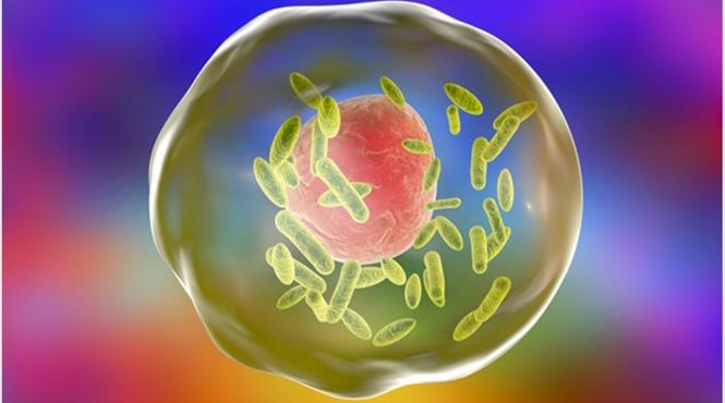 revolutie oncologie bacterie modificata genetic detecteaza trateaza tumorile