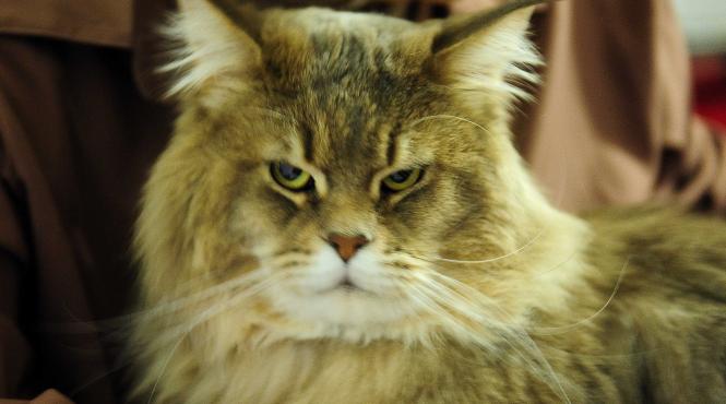 salon felin sofisticat 2026 bucuresti pisici campioane adoptii