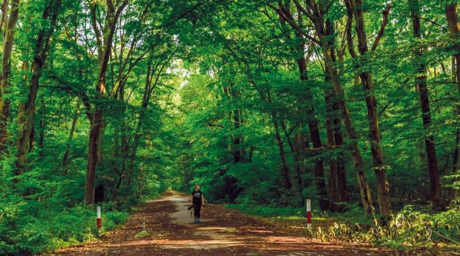diana buzoianu mai are o victorie padurea baneasa arie protejata nu se va mai construi nimic