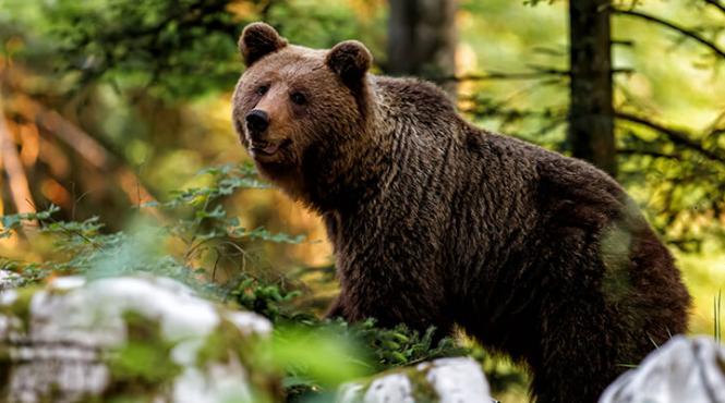record ursi pirinei diversitatea genetica pericol