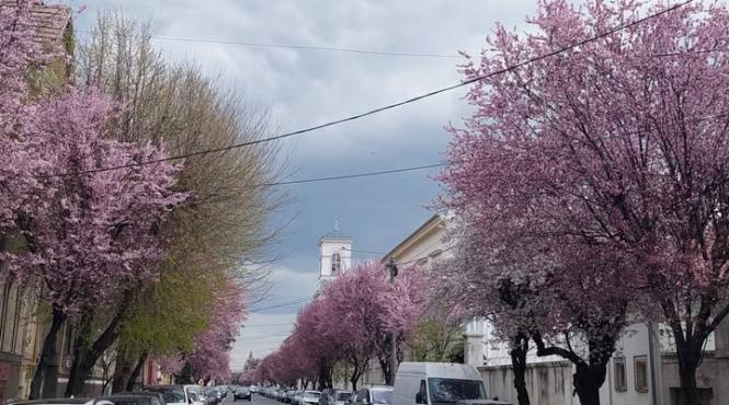 primarie transport public un leu
