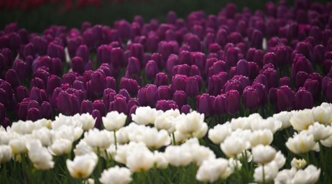 mesaje de florii 2026 urari sms felicitari onomastica