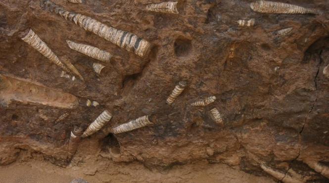 roci ciudate pielea de elefant dezvaluire forme viata stravechi ocean