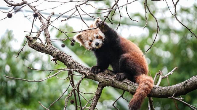 paste trasnit gradina zoologica organizat vanatoare de oua recompense animale