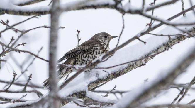 vremea romania racire ninsori anm paste 2026