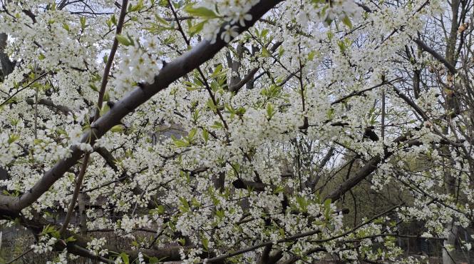 11 aprilie semnificatie numerologie zodii semne destin