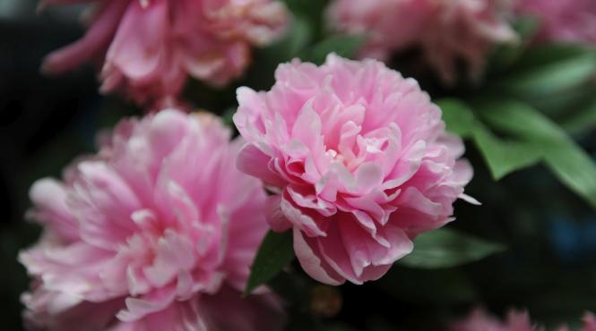 aprilie gradina 6 pasi ingrijire bujori bucuri flori spectaculoase