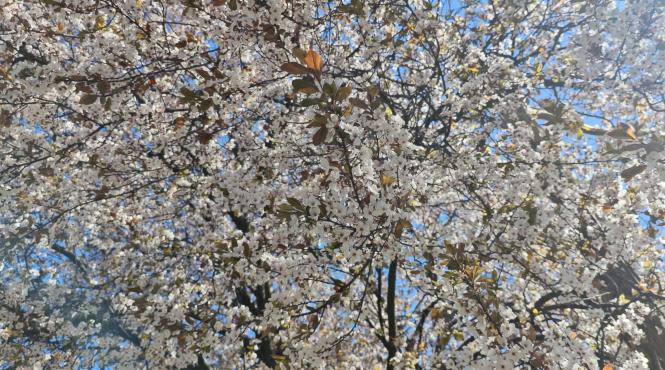 4 zodii cadou cosmic mercur uranus 14 aprilie 2026