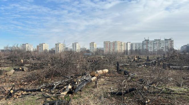 de la fereastra ta vezi trei copaci regula orasului verde