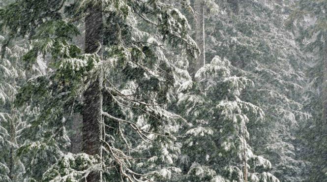 ninsori romania aprilie 2026 prognoza meteo brasov