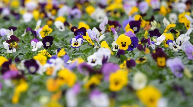 zodii norocoase sezonul taurului 2026