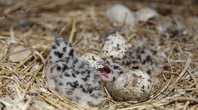 caz socant capitala cuiburi pescarusi bloc distruse locatar intervenit politia animalelor