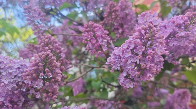 horoscop 2026 transformari zodii