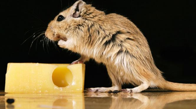 repelent natural impotriva soarecilor solutia condimente tine rozatoarele la distanta