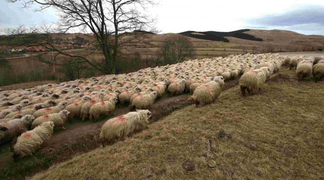 interzis oaie munte extremism ecologic dispar ciobani