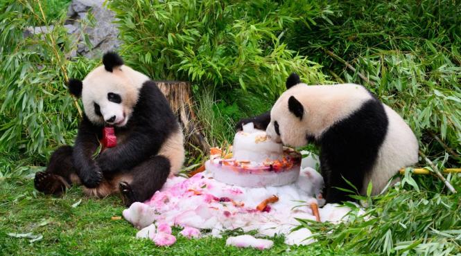 china trimitere panda uriasi atlanta