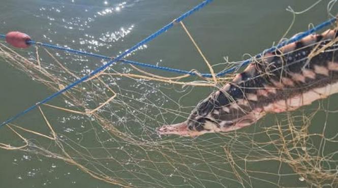 delfini rechin salvati ilegal garda de coasta marea neagra