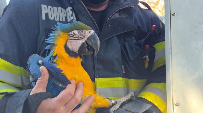 pompierii clujeni au salvat un papagal blocat in varful unui brad