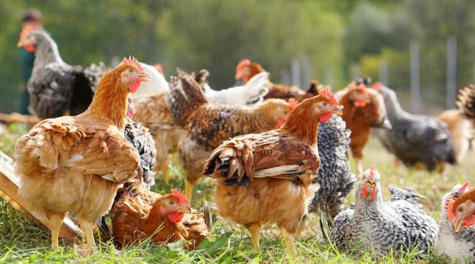 carmistin the food company consolidare pozitie lider sectorul avicol romania dublarea productiei ultimii doi ani