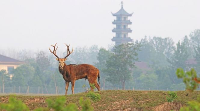 animal disparut doua secole reapare paduri romania