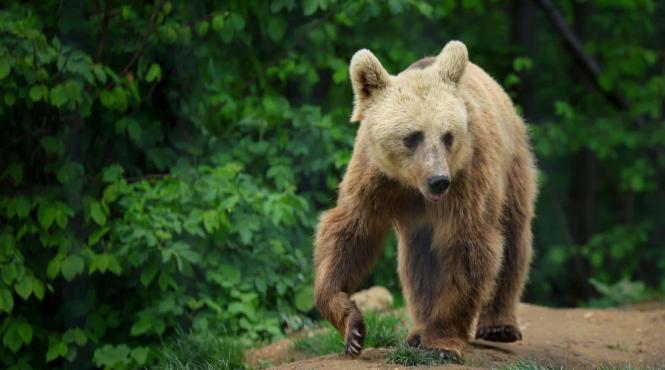 presedintele poloniei a adoptat un urs in romania dupa summitul b9