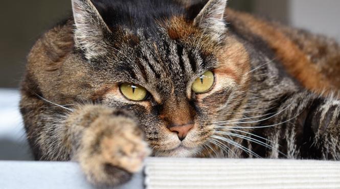pisicile pot fi educate spun veterinarii secret