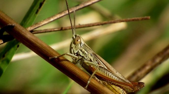 greierii simt durerea insectele ar putea suferi mai mult decat credeam