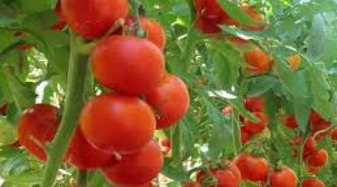 cultivi rosii mari gustoase secret recolta bogata gradinari incepatori