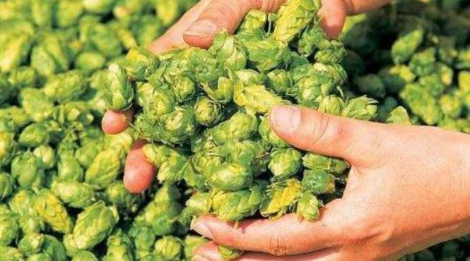 delicatesa 1 000 euro kilogram multi romani considera buruiana