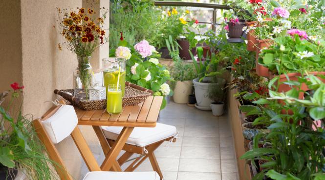 5 plante rezistente canicula balcon flori