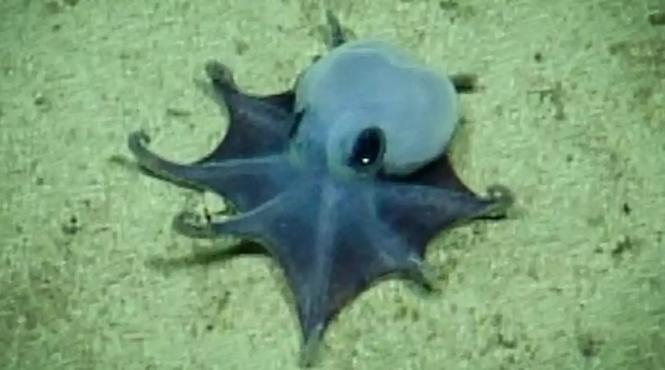 noua specie caracatita culoarea cea mai rara natura