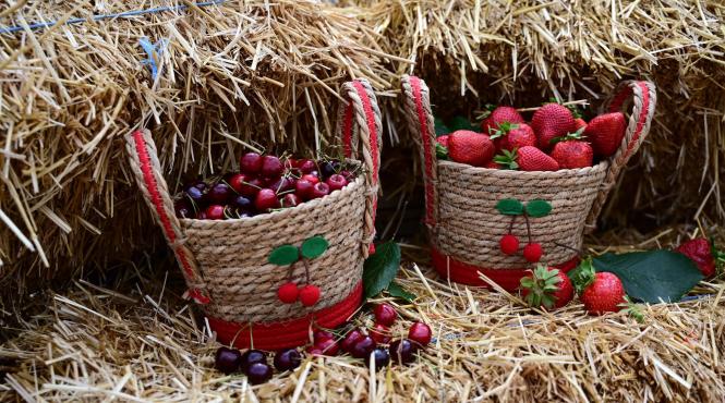festivalul cireselor capsunilor piata matache cat costa fructele