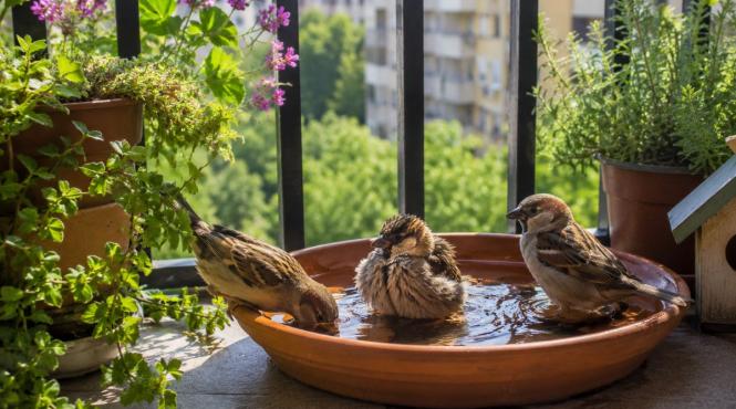 curte balcon ajuta pasari nu moara canicula 2 gesturi simple