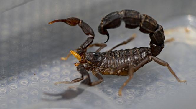 descoperire uluitoare cel mai mare scorpion cat caine